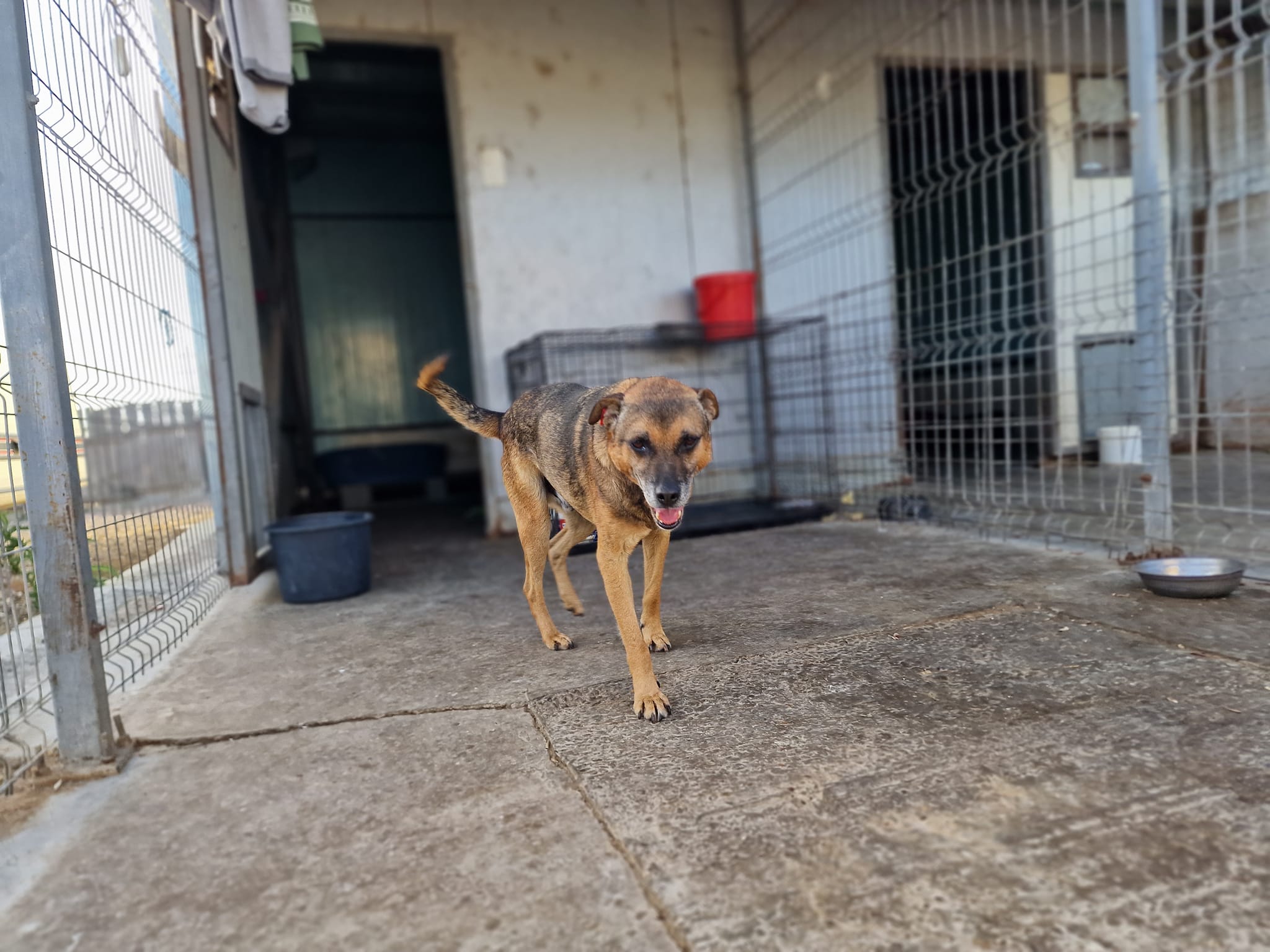 World of Strays Help Labus Rumänien