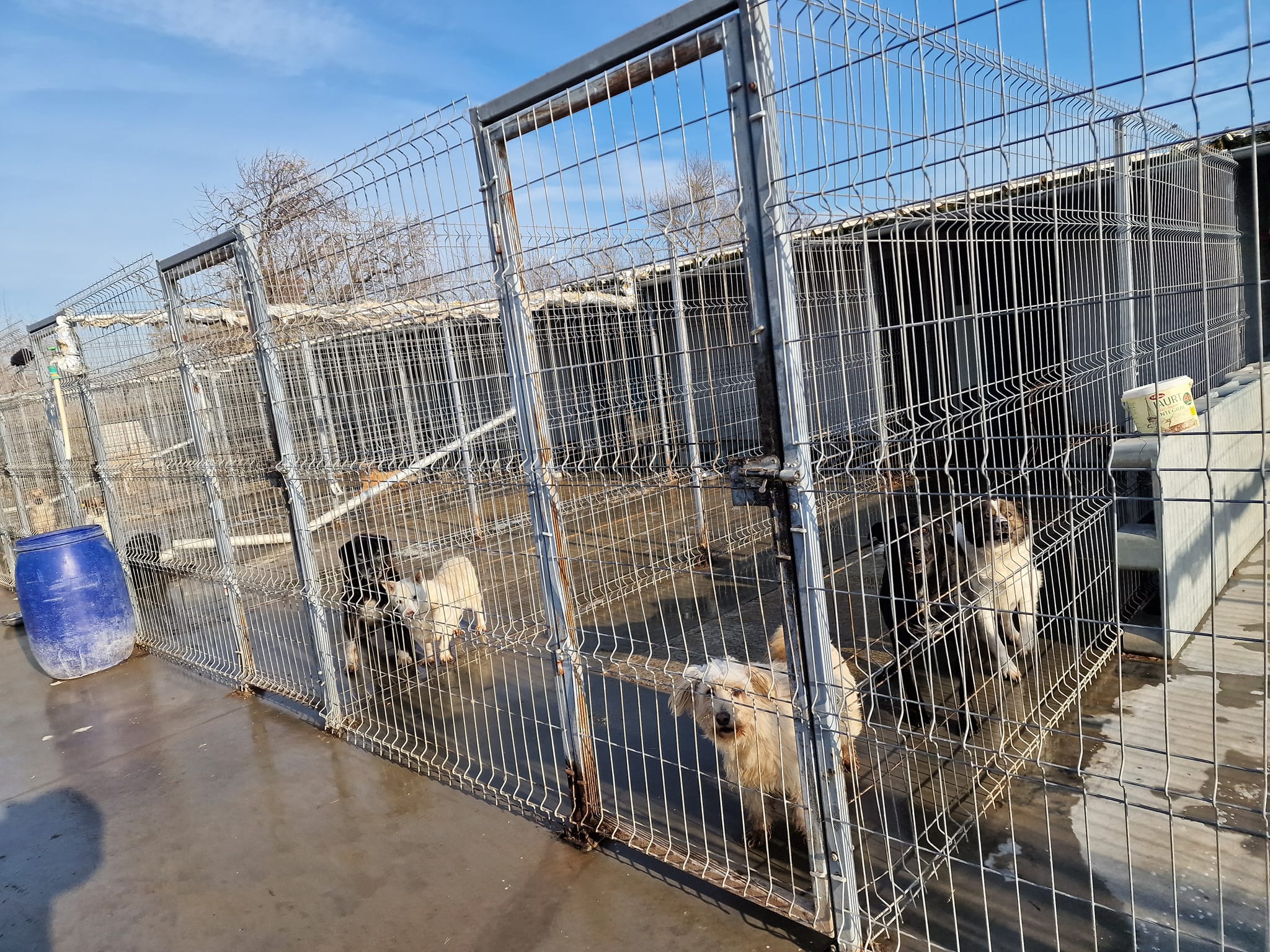 World of Strays Help Labus Rumänien