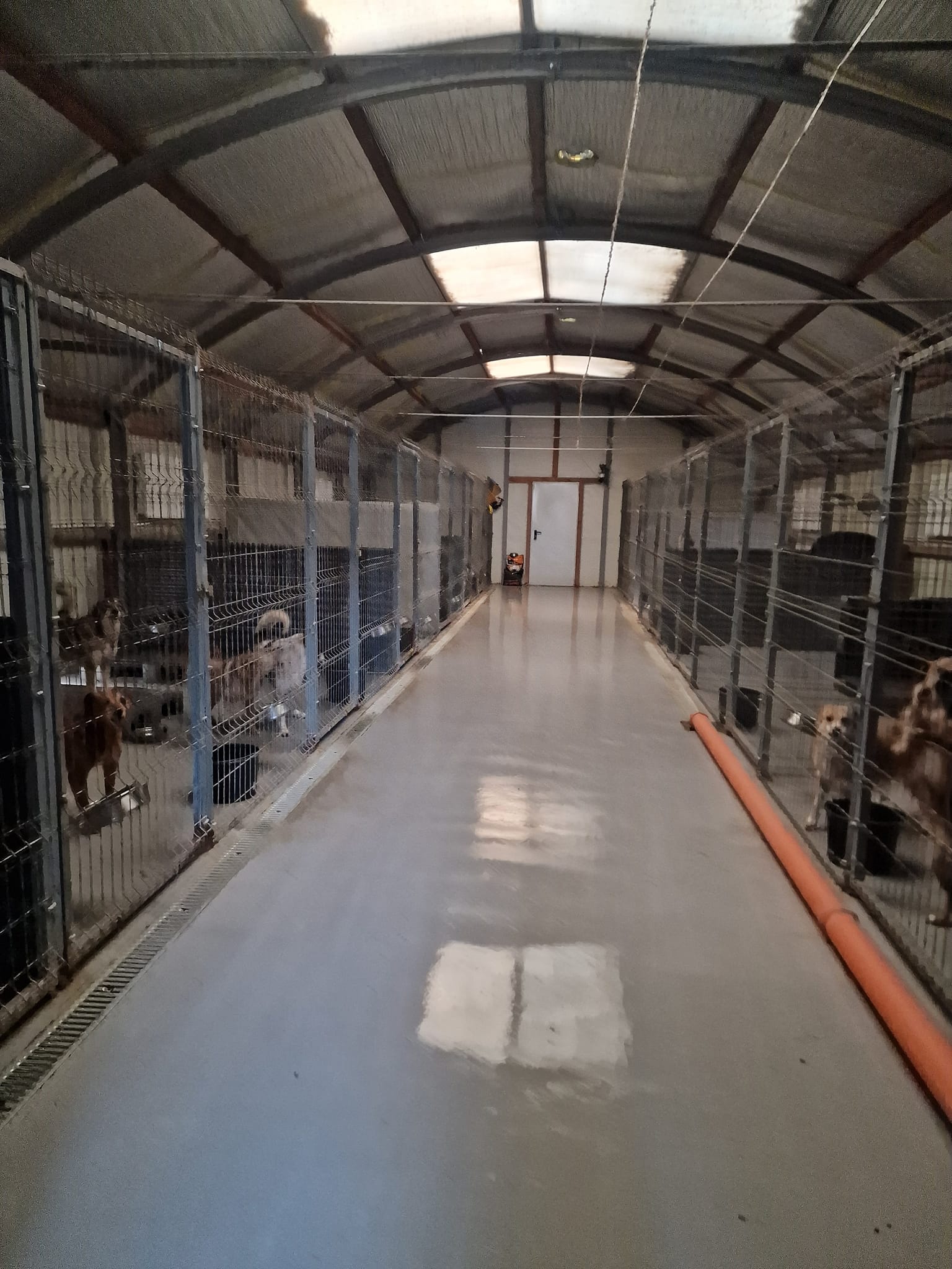 World of Strays Help Labus Rumänien