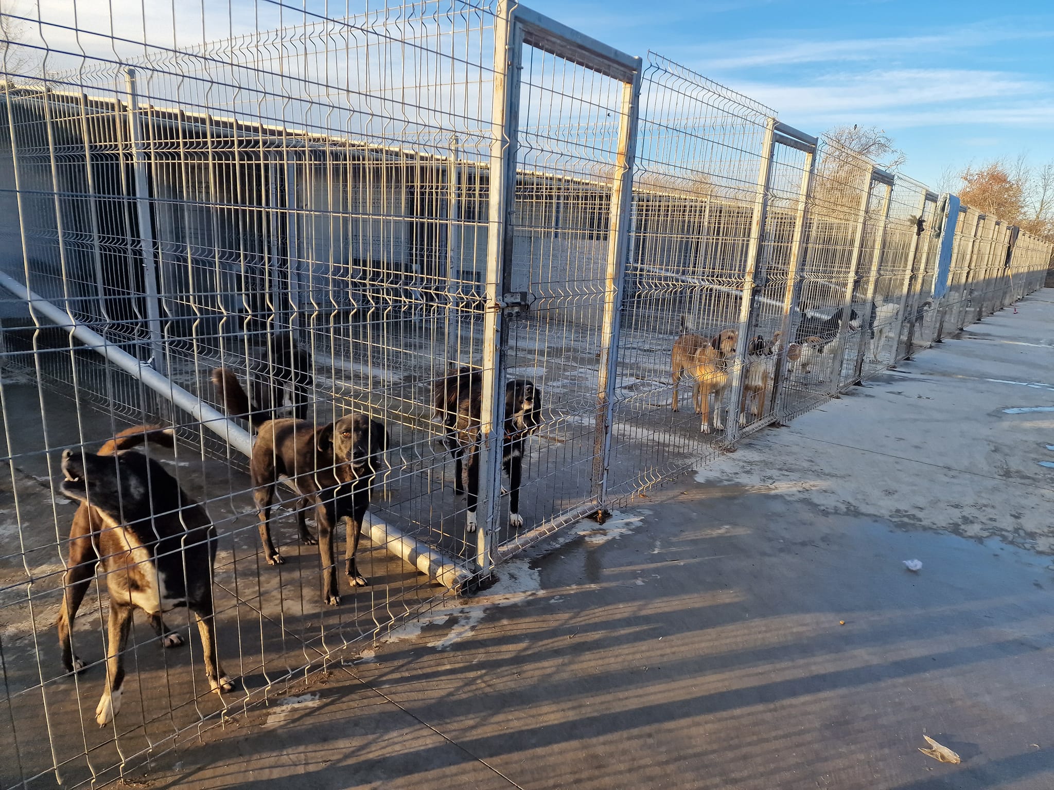 World of Strays Help Labus Rumänien