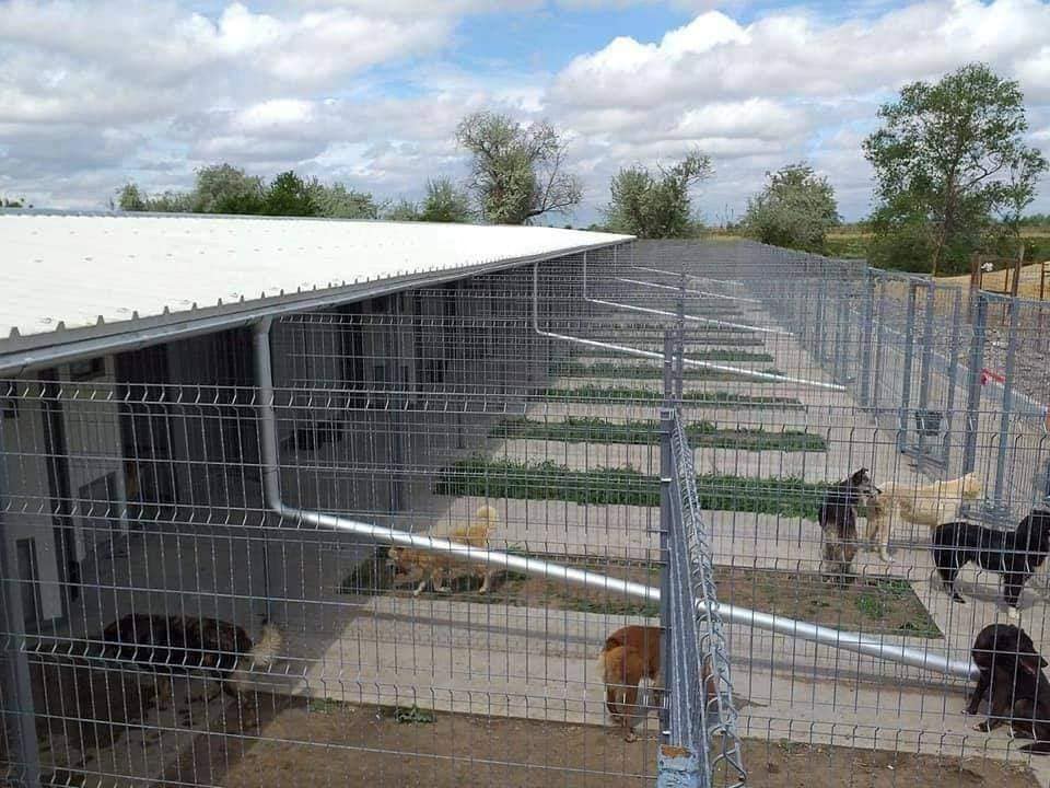 World of Strays Help Labus Rumänien