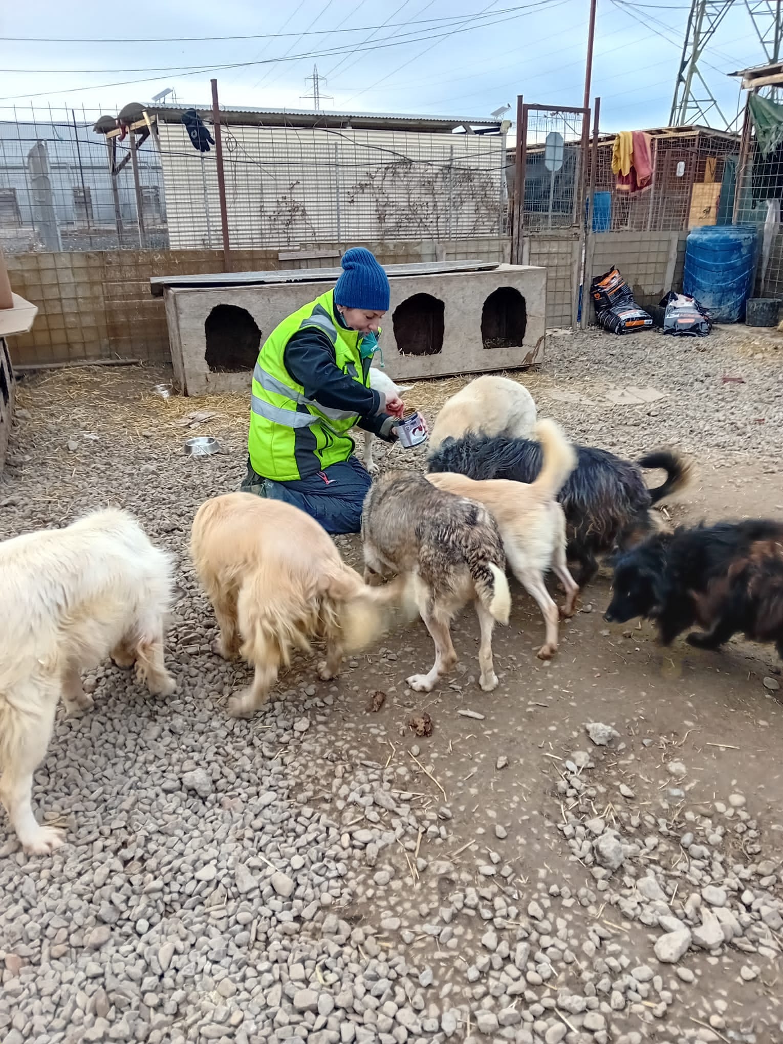 World of Strays Help Labus Rumänien