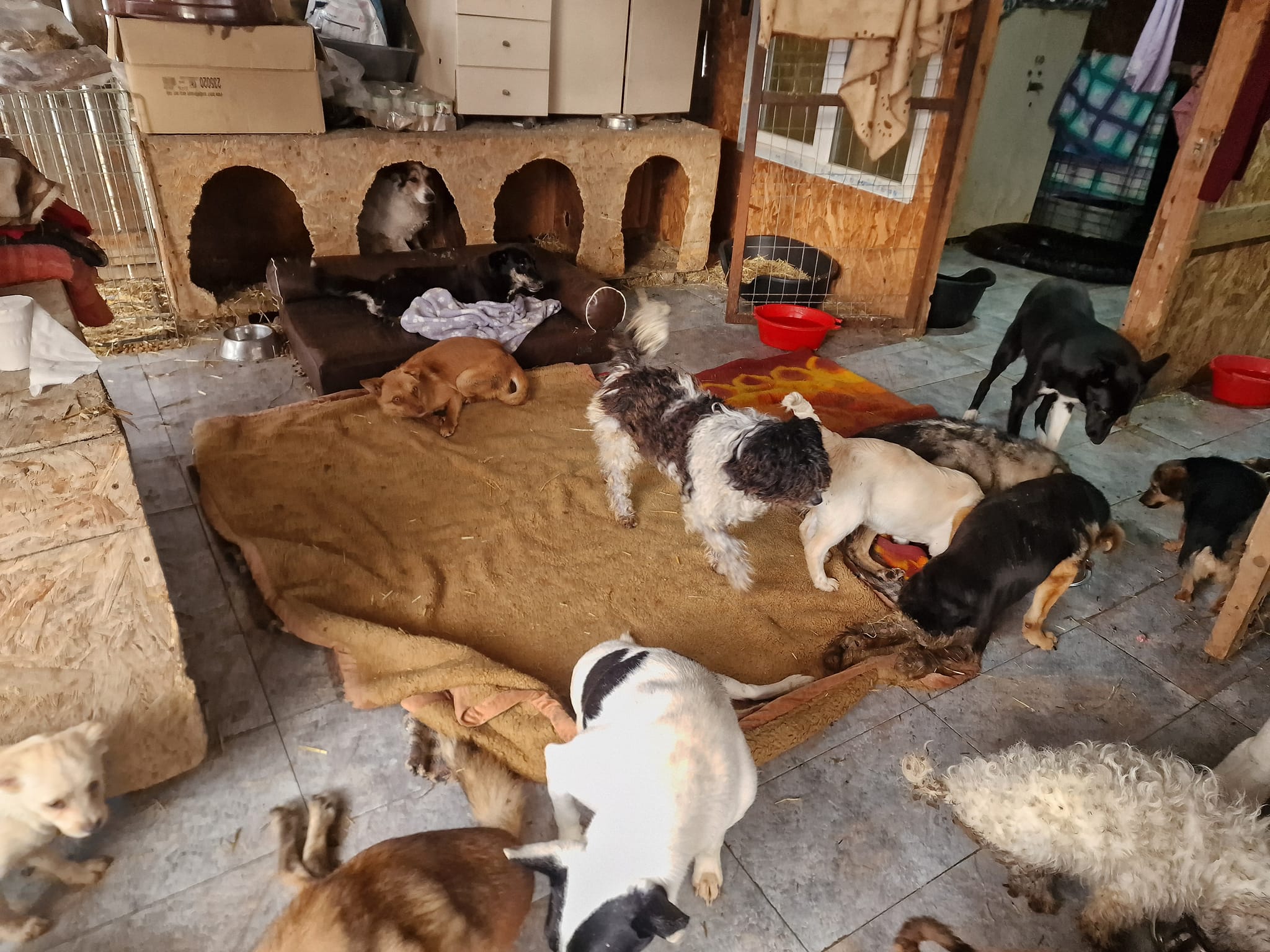 World of Strays Help Labus Rumänien