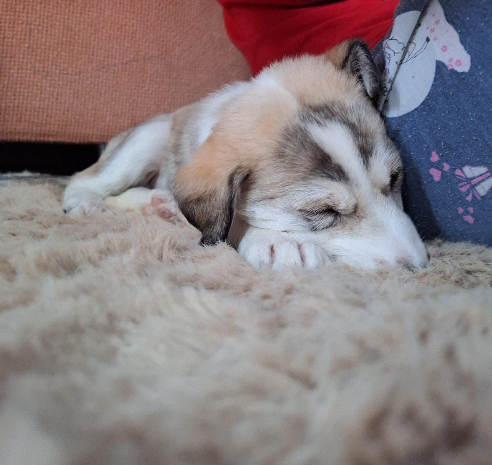 World of Strays Help Labus Rumänien