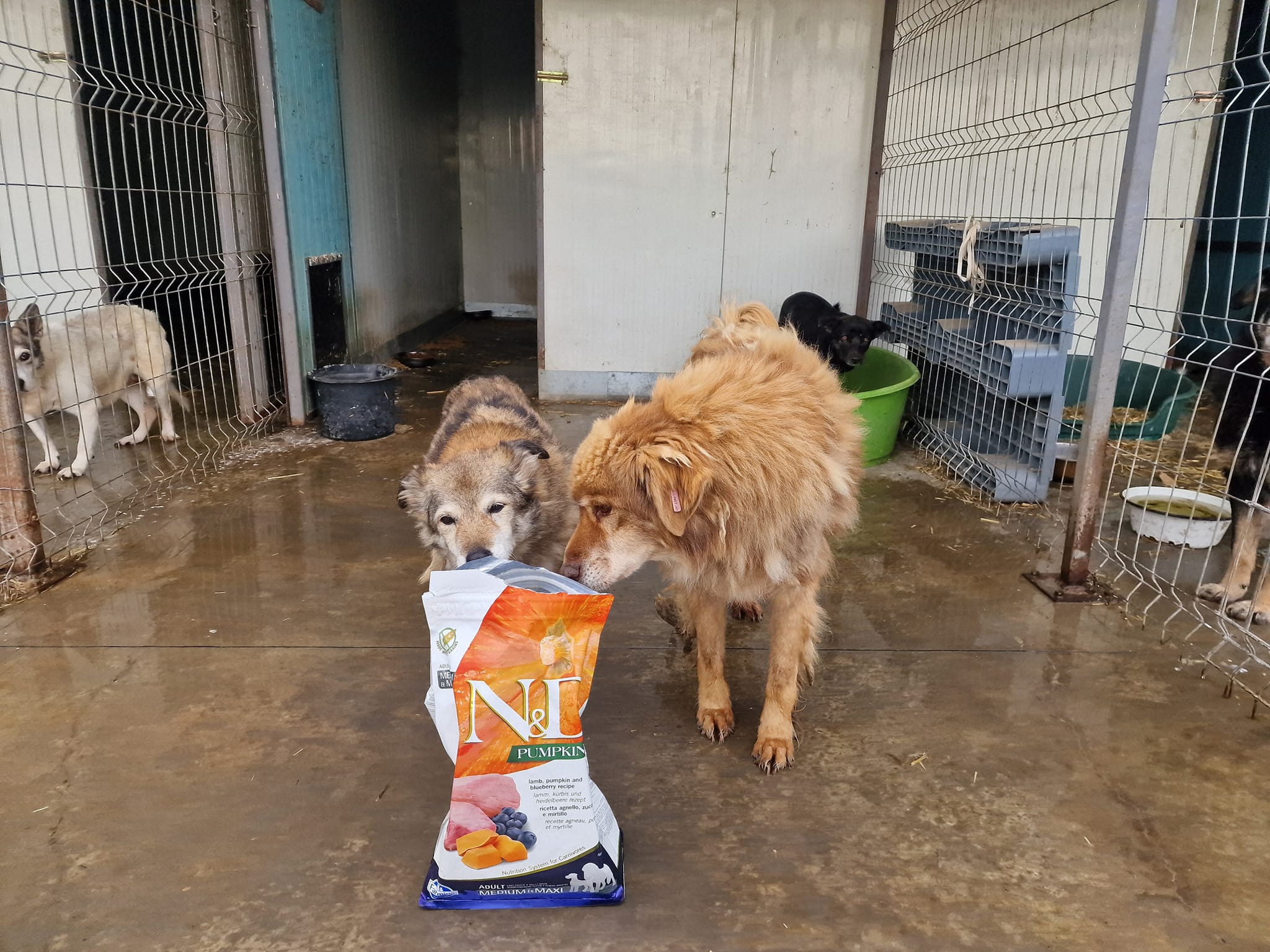 World of Strays Help Labus Rumänien