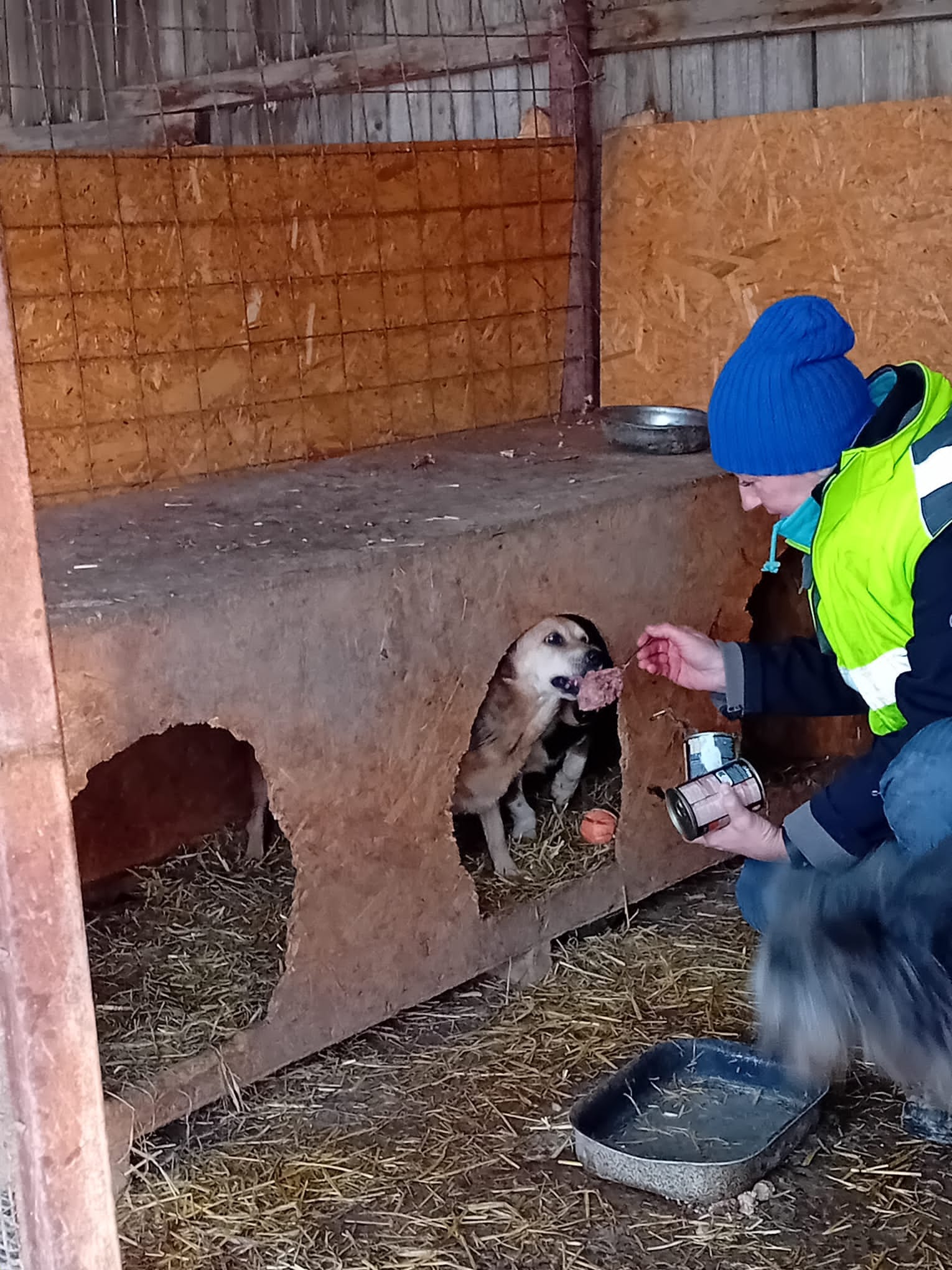 World of Strays Help Labus Rumänien