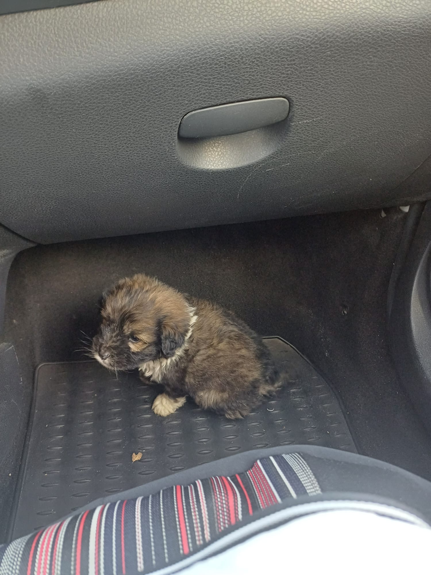 World of Strays Help Labus Rumänien