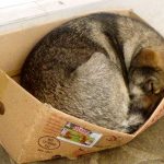 Sivcho Straßenhunde Tierschutz Hunde Bulgarien World of Strays