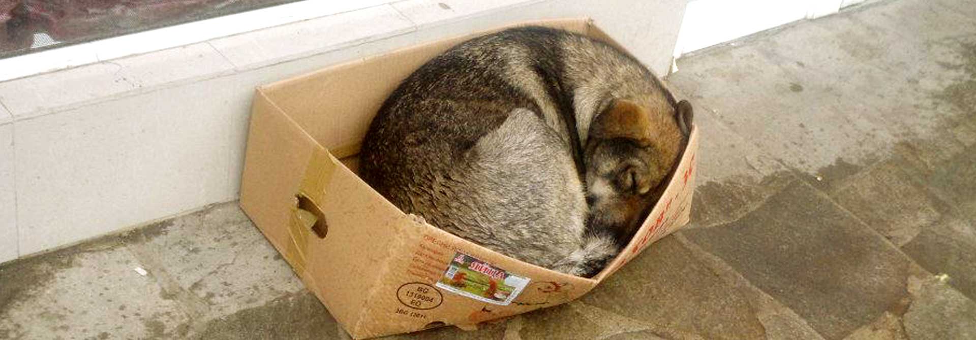 Sivcho Straßenhunde Tierschutz Hunde Bulgarien World of Strays