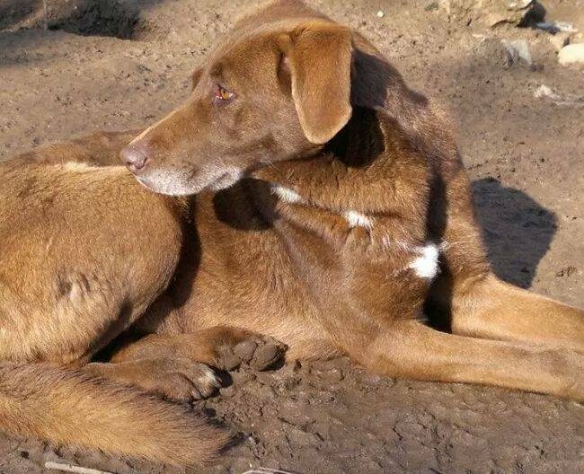 Emma Bulgarien World of Strays Welt der Straßenhunde Street dogs Hunde