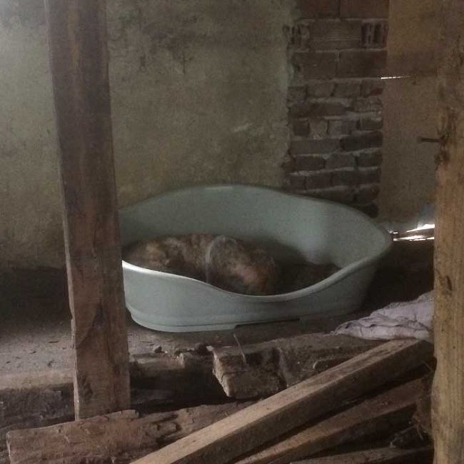 Naraya Bulgarien World of Strays Welt der Straßenhunde Street dogs Hunde