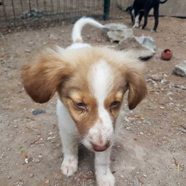 Felicita Bulgarien World of Strays Welt der Straßenhunde Street dogs Hunde