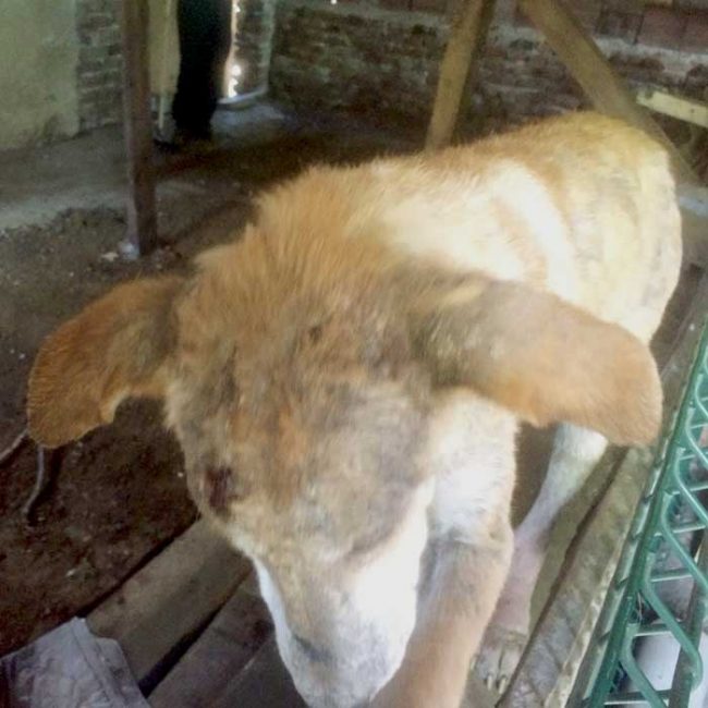 Naraya Bulgarien World of Strays Welt der Straßenhunde Street dogs Hunde