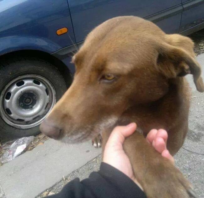 Emma Bulgarien World of Strays Welt der Straßenhunde Street dogs Hunde