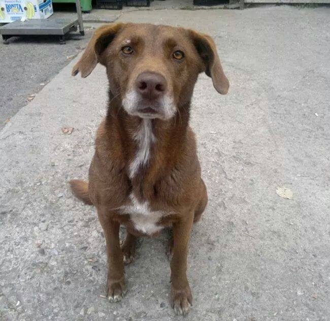 Emma Bulgarien World of Strays Welt der Straßenhunde Street dogs Hunde