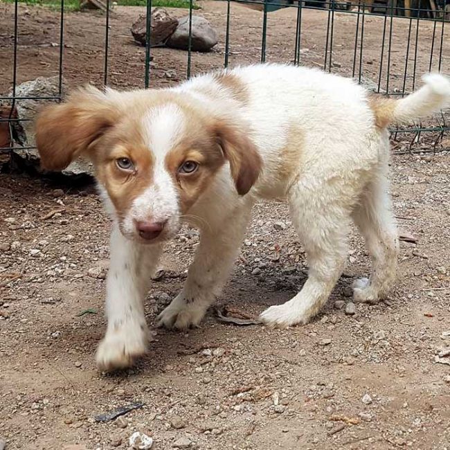 Felicita Bulgarien World of Strays Welt der Straßenhunde Street dogs Hunde