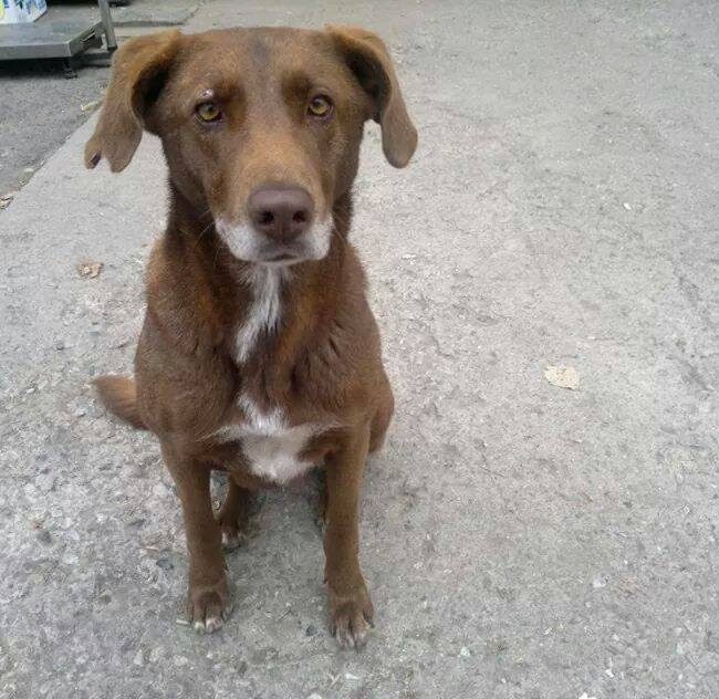 Emma Bulgarien World of Strays Welt der Straßenhunde Street dogs Hunde