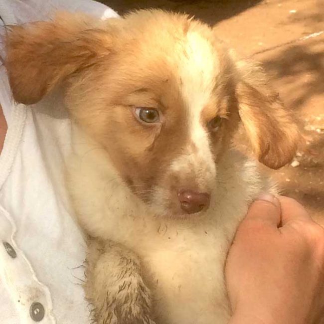 Felicita Bulgarien World of Strays Welt der Straßenhunde Street dogs Hunde