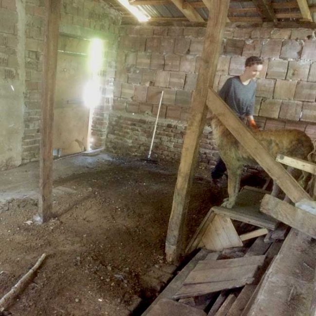 Naraya Bulgarien World of Strays Welt der Straßenhunde Street dogs Hunde