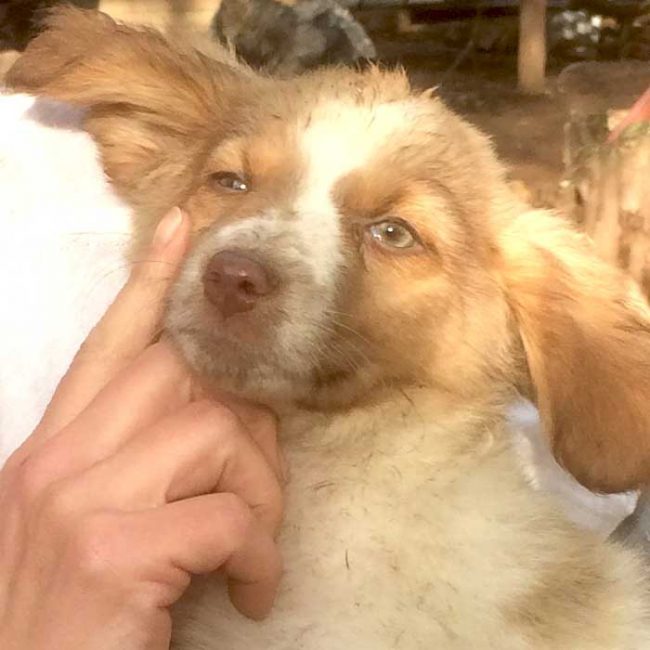 Felicita Bulgarien World of Strays Welt der Straßenhunde Street dogs Hunde