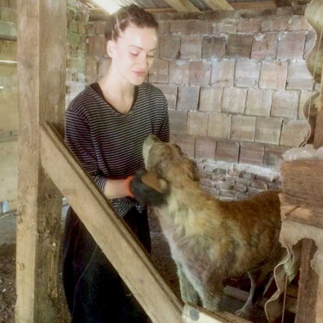 Naraya Bulgarien World of Strays Welt der Straßenhunde Street dogs Hunde