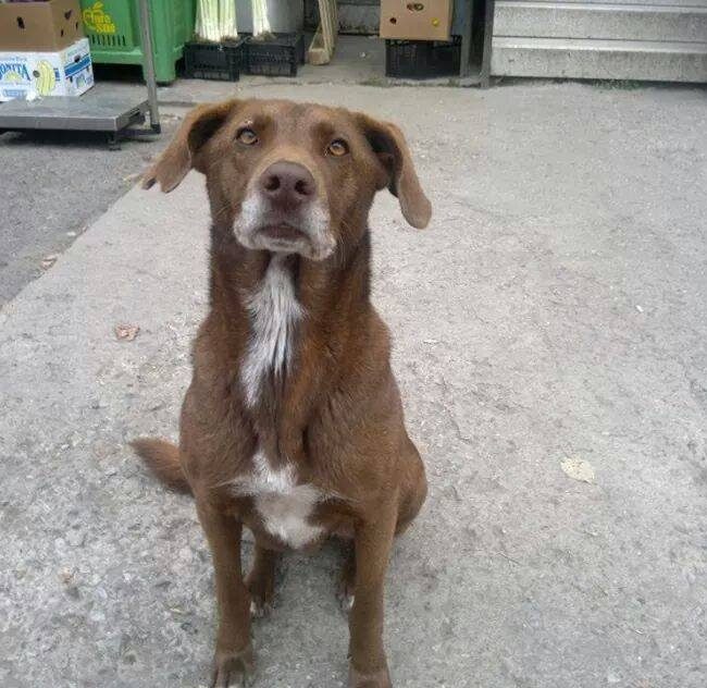 Emma Bulgarien World of Strays Welt der Straßenhunde Street dogs Hunde