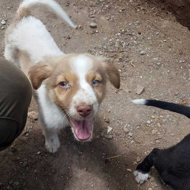 Felicita Bulgarien World of Strays Welt der Straßenhunde Street dogs Hunde