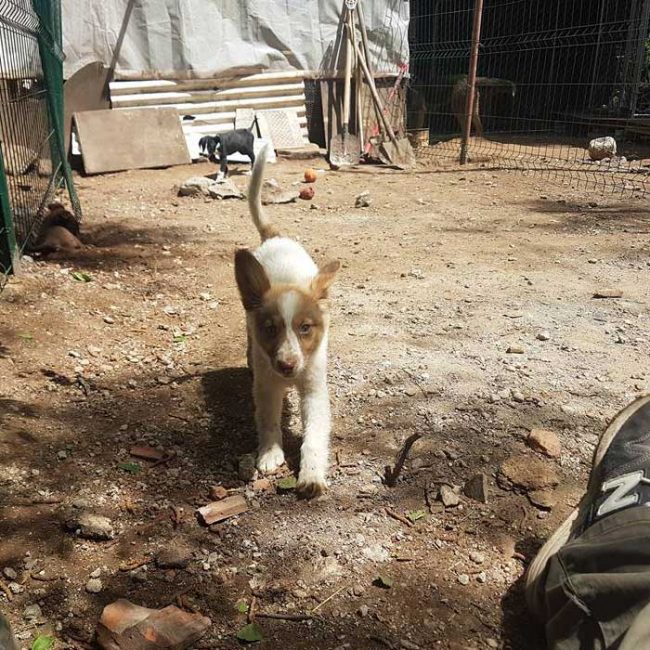 Felicita Bulgarien World of Strays Welt der Straßenhunde Street dogs Hunde