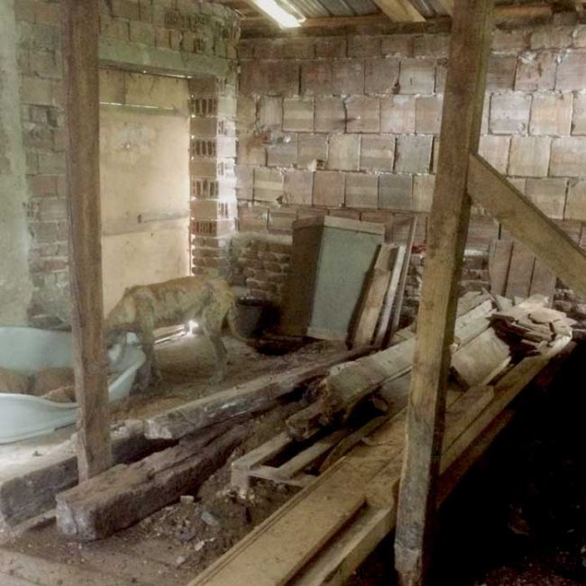 Naraya Bulgarien World of Strays Welt der Straßenhunde Street dogs Hunde