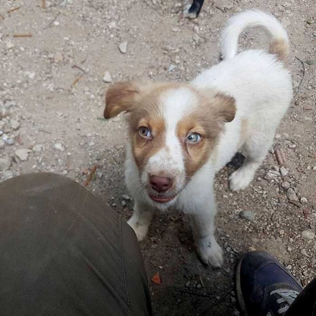 Felicita Bulgarien World of Strays Welt der Straßenhunde Street dogs Hunde