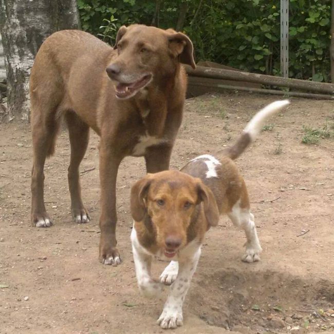 Emma Bulgarien World of Strays Welt der Straßenhunde Street dogs Hunde