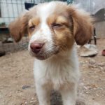 Felicita Bulgarien World of Strays Welt der Straßenhunde Street dogs Hunde