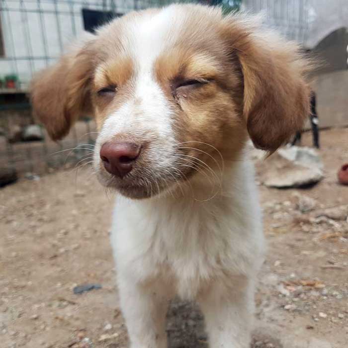 Felicita Bulgarien World of Strays Welt der Straßenhunde Street dogs Hunde