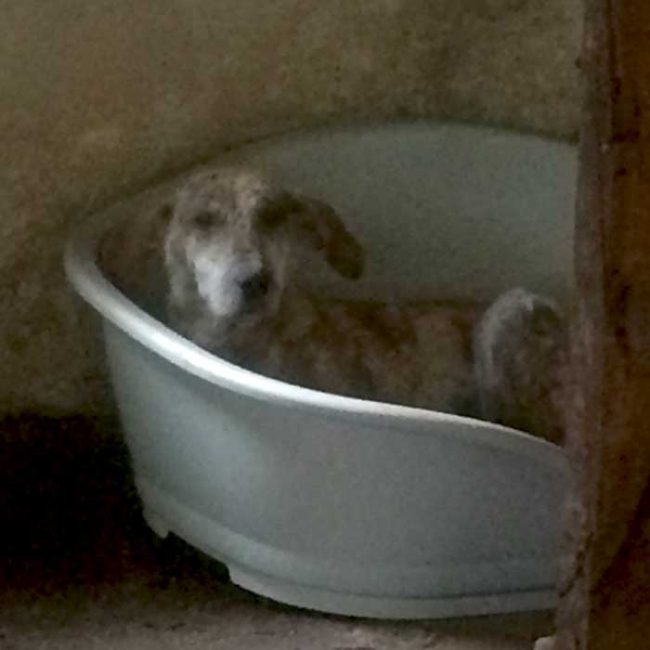 Naraya Bulgarien World of Strays Welt der Straßenhunde Street dogs Hunde