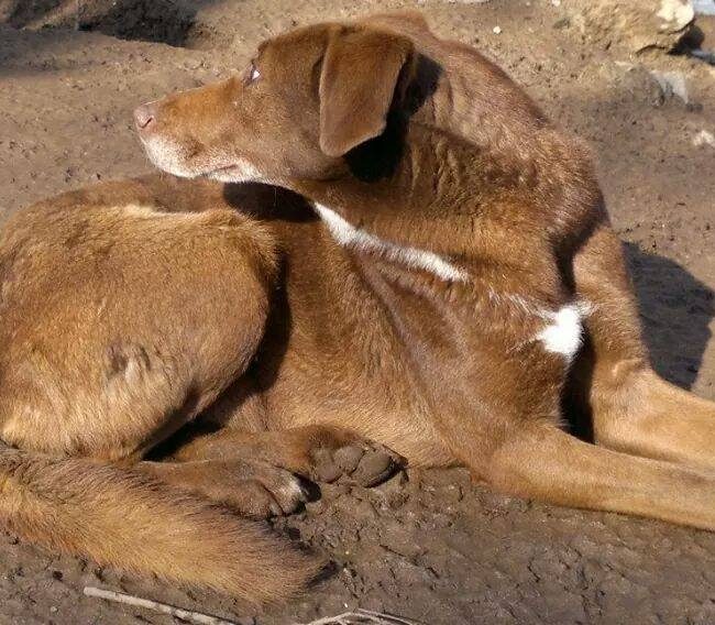Emma Bulgarien World of Strays Welt der Straßenhunde Street dogs Hunde
