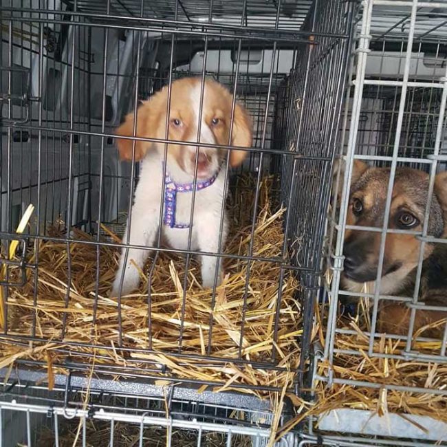 Felicita Bulgarien World of Strays Welt der Straßenhunde Street dogs Hunde