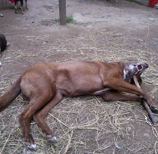Emma Bulgarien World of Strays Welt der Straßenhunde Street dogs Hunde