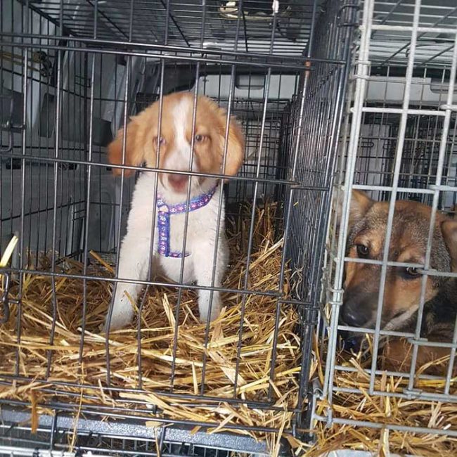 Felicita Bulgarien World of Strays Welt der Straßenhunde Street dogs Hunde