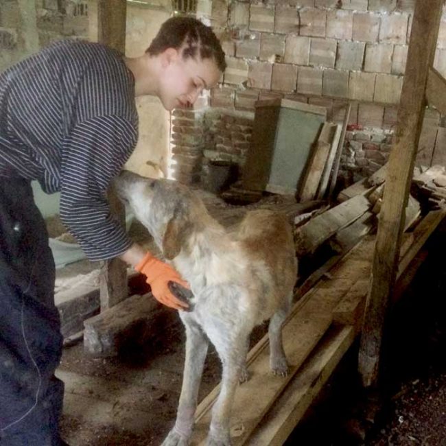 Naraya Bulgarien World of Strays Welt der Straßenhunde Street dogs Hunde