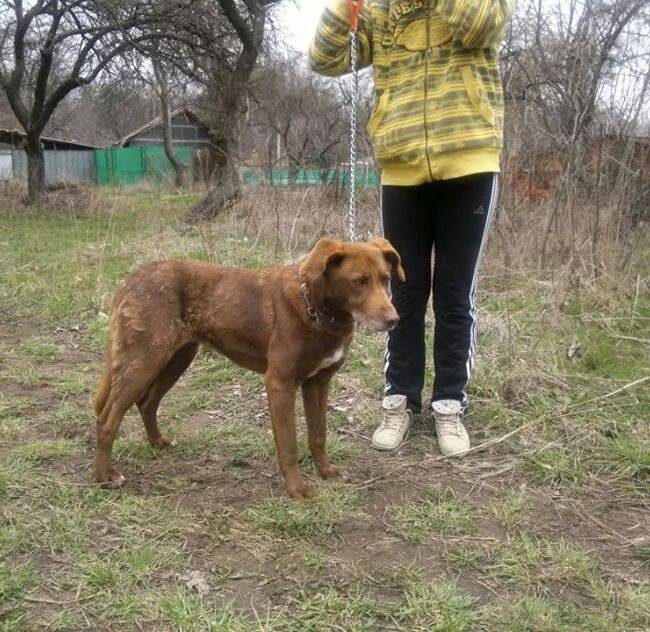 Emma Bulgarien World of Strays Welt der Straßenhunde Street dogs Hunde