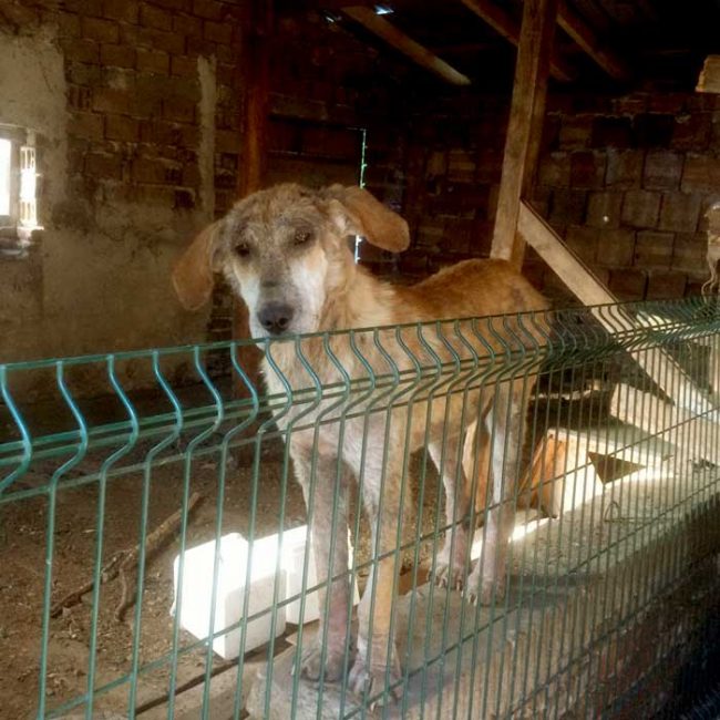 Naraya Bulgarien World of Strays Welt der Straßenhunde Street dogs Hunde