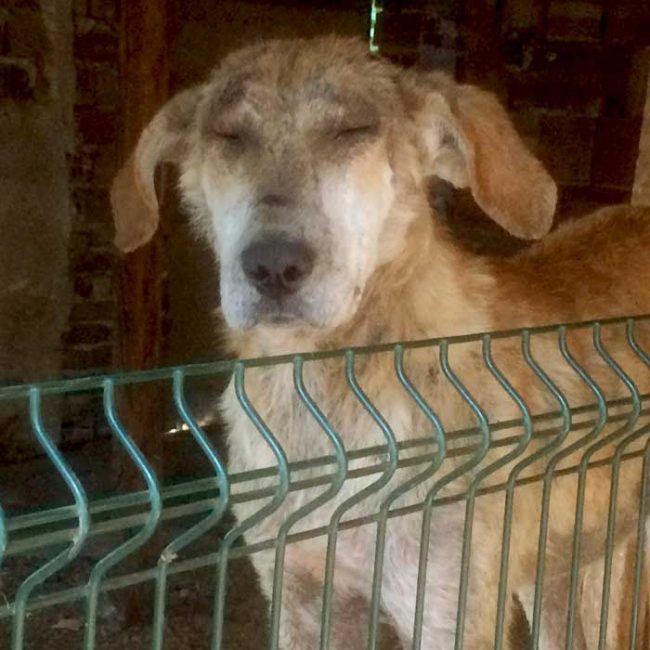 Naraya Bulgarien World of Strays Welt der Straßenhunde Street dogs Hunde