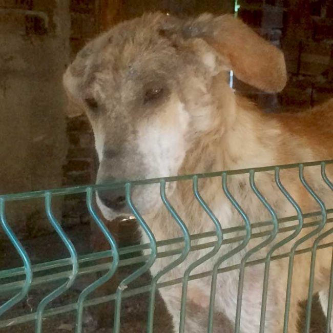 Naraya Bulgarien World of Strays Welt der Straßenhunde Street dogs Hunde