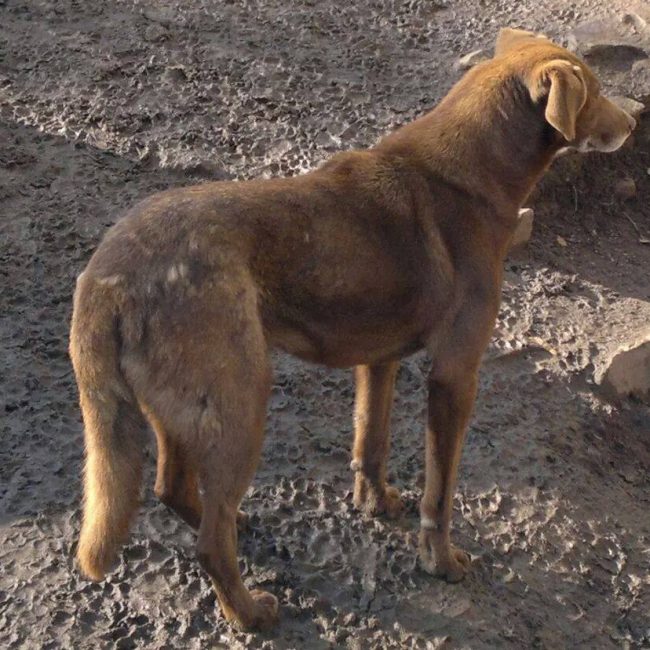 Emma Bulgarien World of Strays Welt der Straßenhunde Street dogs Hunde