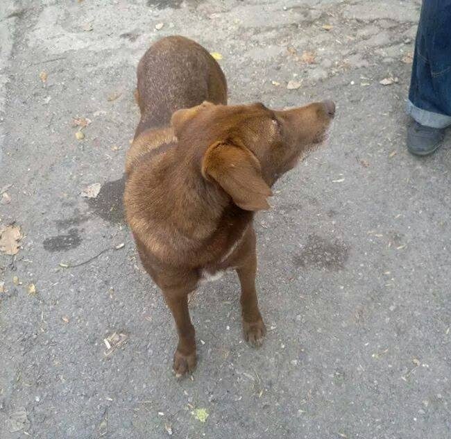 Emma Bulgarien World of Strays Welt der Straßenhunde Street dogs Hunde