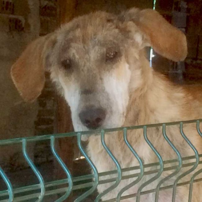 Naraya Bulgarien World of Strays Welt der Straßenhunde Street dogs Hunde