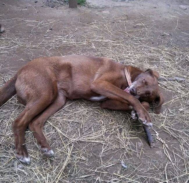 Emma Bulgarien World of Strays Welt der Straßenhunde Street dogs Hunde
