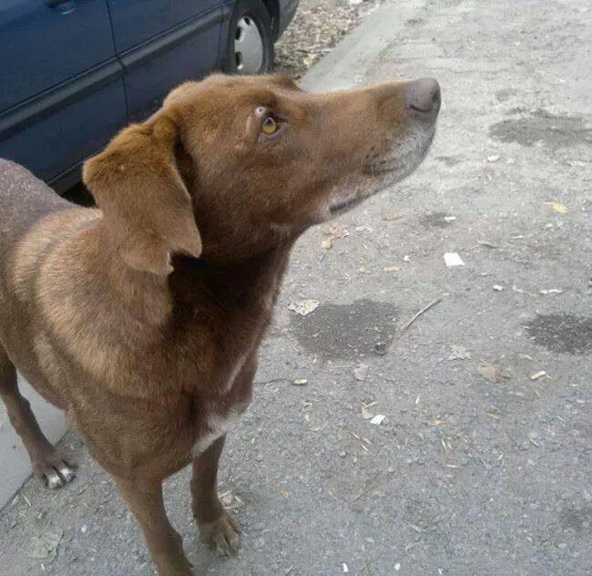 Emma Bulgarien World of Strays Welt der Straßenhunde Street dogs Hunde