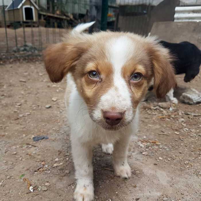 Felicita Bulgarien World of Strays Welt der Straßenhunde Street dogs Hunde