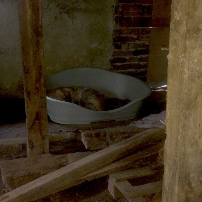 Naraya Bulgarien World of Strays Welt der Straßenhunde Street dogs Hunde